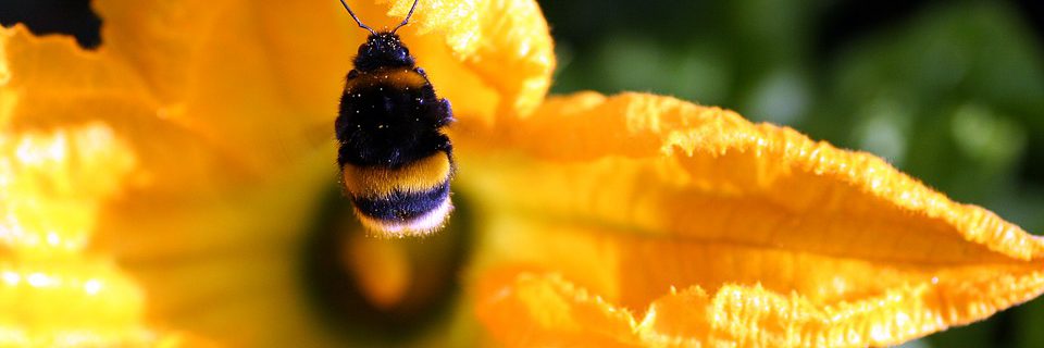 cuketa.eu - cropped cuketa opylování 1.jpg